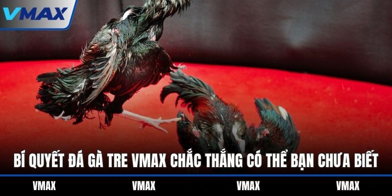 Bí quyết đá gà tre VMAX chắc thắng có thể bạn chưa biết
