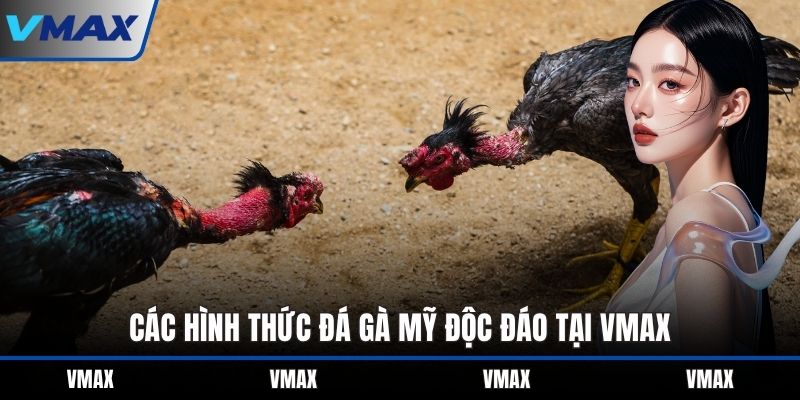 Các hình thức đá gà Mỹ độc đáo tại VMAX