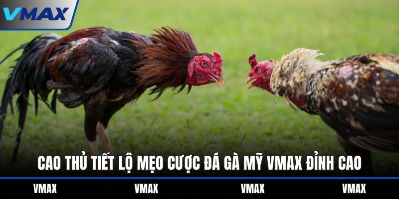 Cao thủ tiết lộ mẹo cược đá gà Mỹ VMAX đỉnh cao
