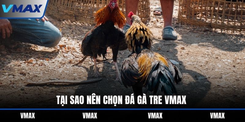 Tại sao nên chọn đá gà tre VMAX
