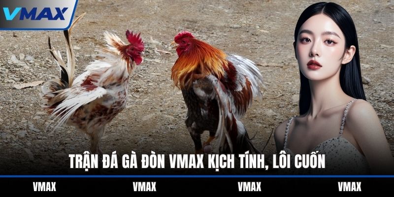 Trận đá gà đòn VMAX kịch tính, lôi cuốn